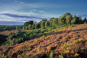 Colourful heathland near Matley Wood