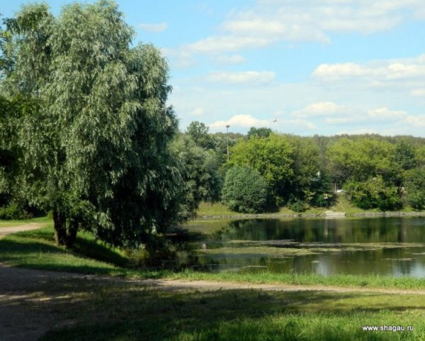 Где в Москве можно отдохнуть на природе:  Путяевские пруды, Сокольники фотография 3