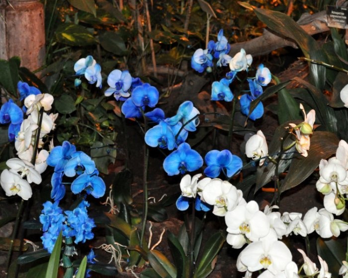 Зимнее лето в Москве на Фестивале орхидей в Аптекарском огороде фотография 12
