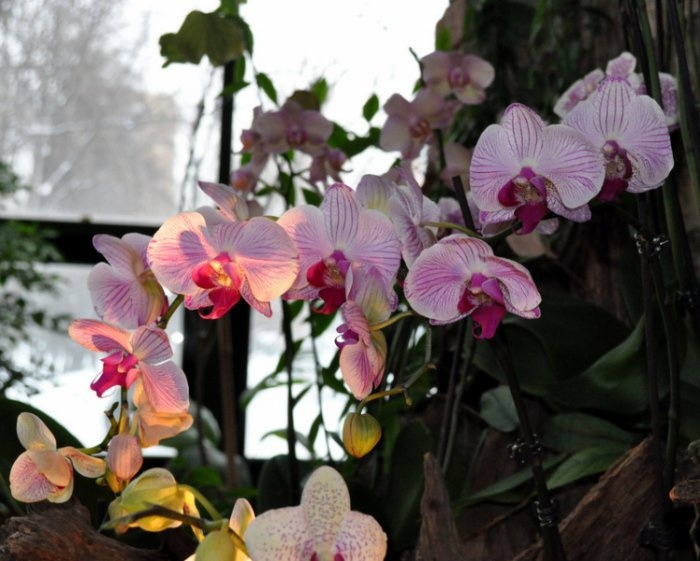Зимнее лето в Москве на Фестивале орхидей в Аптекарском огороде фотография 9