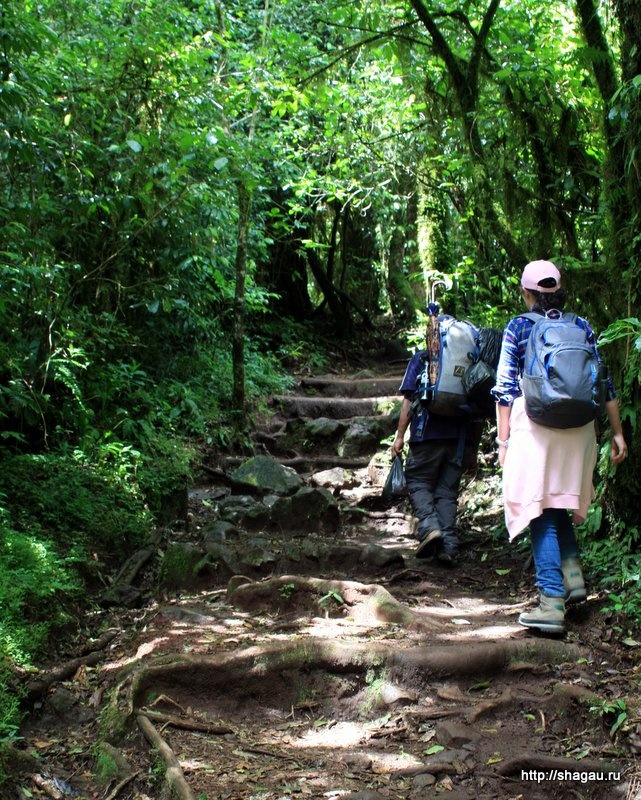 Дорога на Килиманджаро