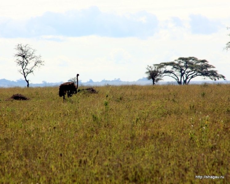 Сафари в Танзании: национальный парк Серенгетти фотография 22