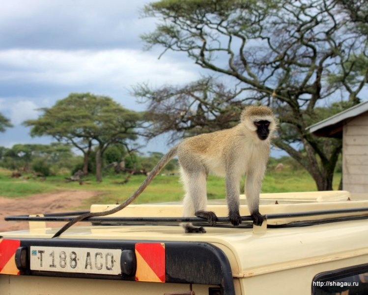 Сафари в Танзании: национальный парк Серенгетти фотография 18