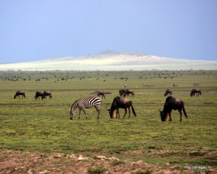 Сафари в Танзании: национальный парк Серенгетти фотография 2