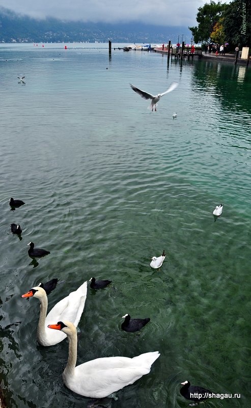 Лебеди на озере Анси