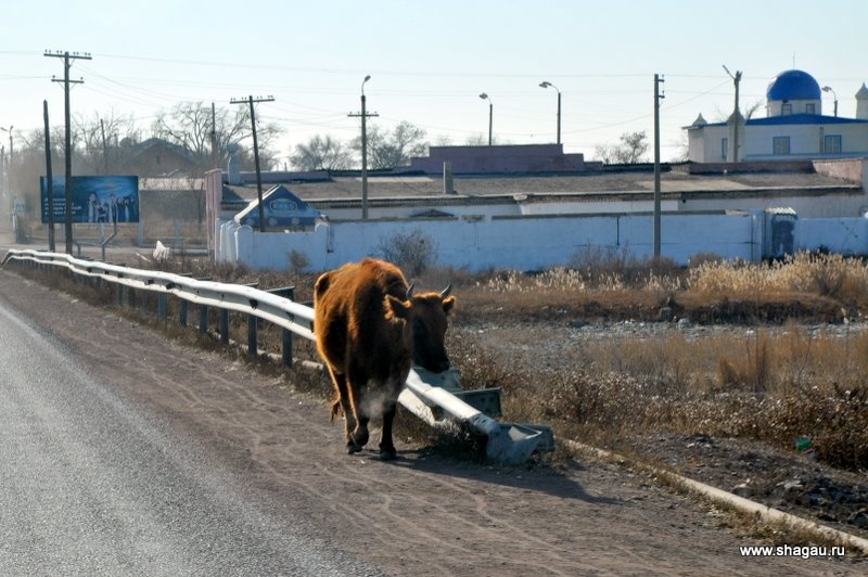 Коровы вдоль дороги