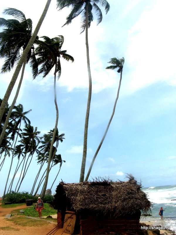Растительность на Шри-Ланка