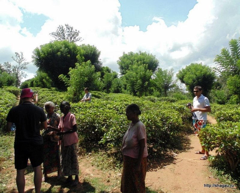 Чайные плантации на Шри-ланка