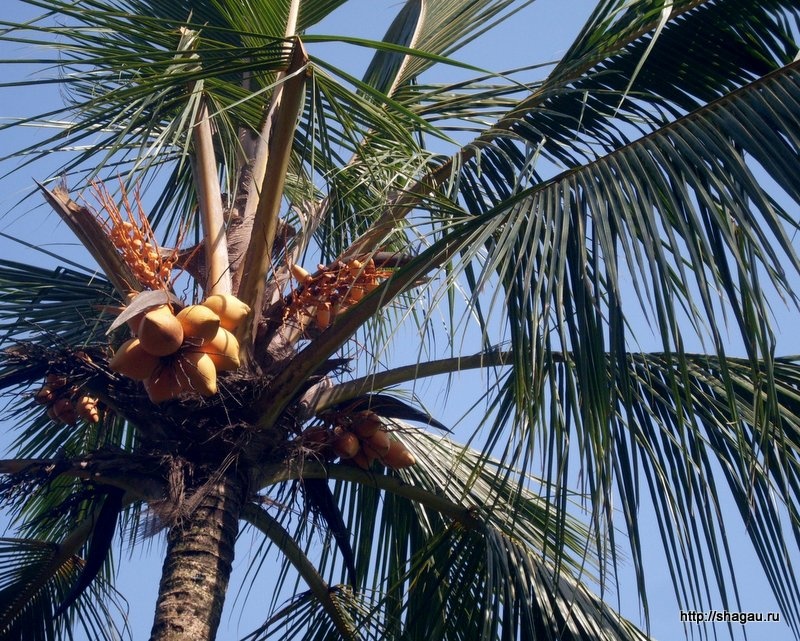 Питьевые кокосы на Шри-ланке