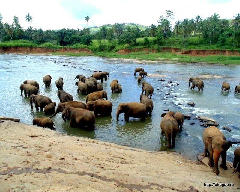 В национальных парках Шри-Ланки