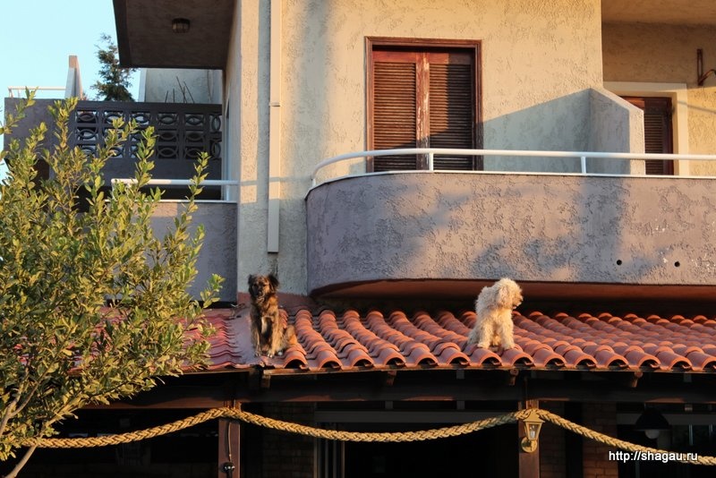 Собачки на крыше