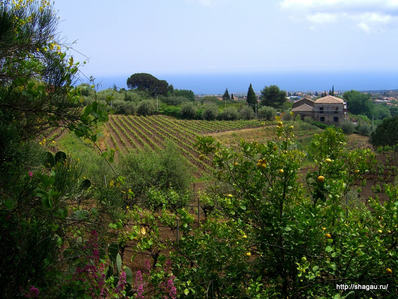 Виноград на склонах вулкана Этна