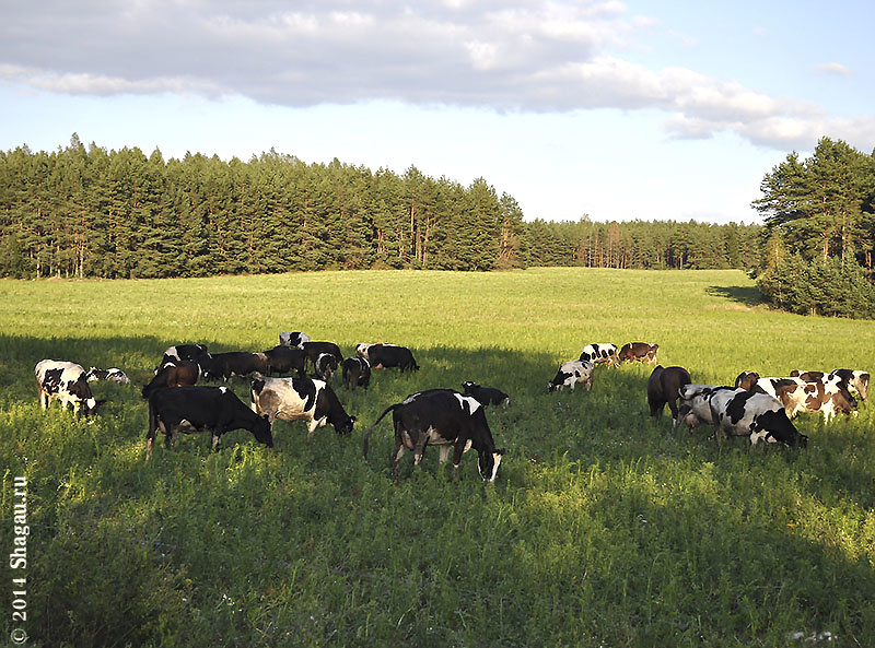 Белорусские коровы