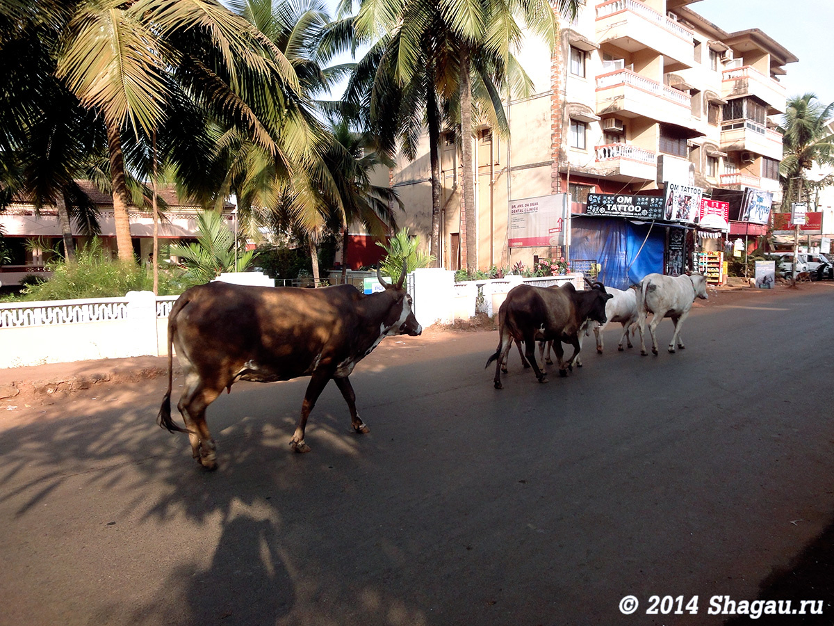 Коровы на улицах
