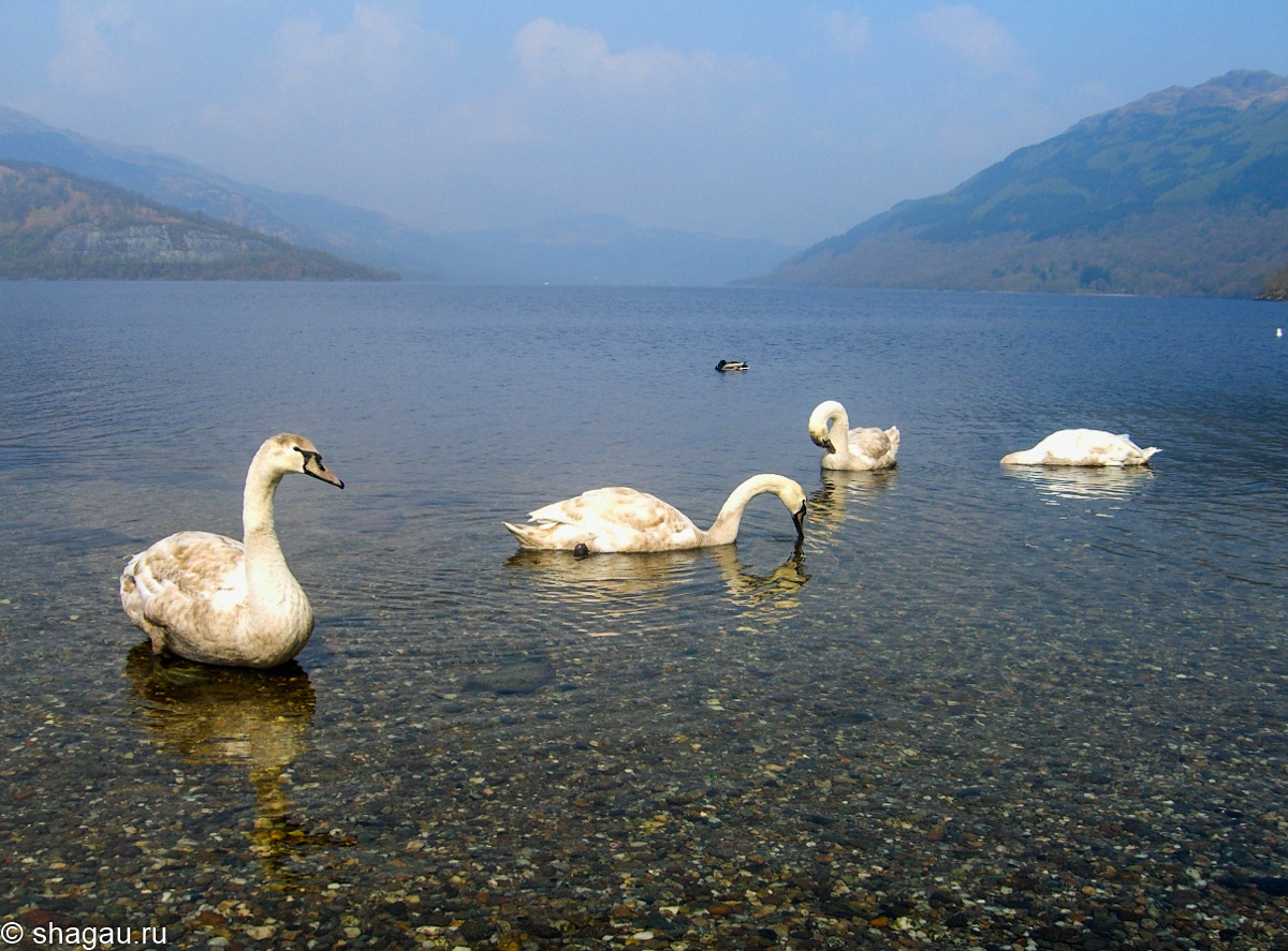 Лебеди на озере Лох-Ломонд