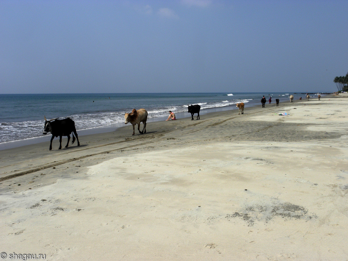 Коровы в Индии на пляже