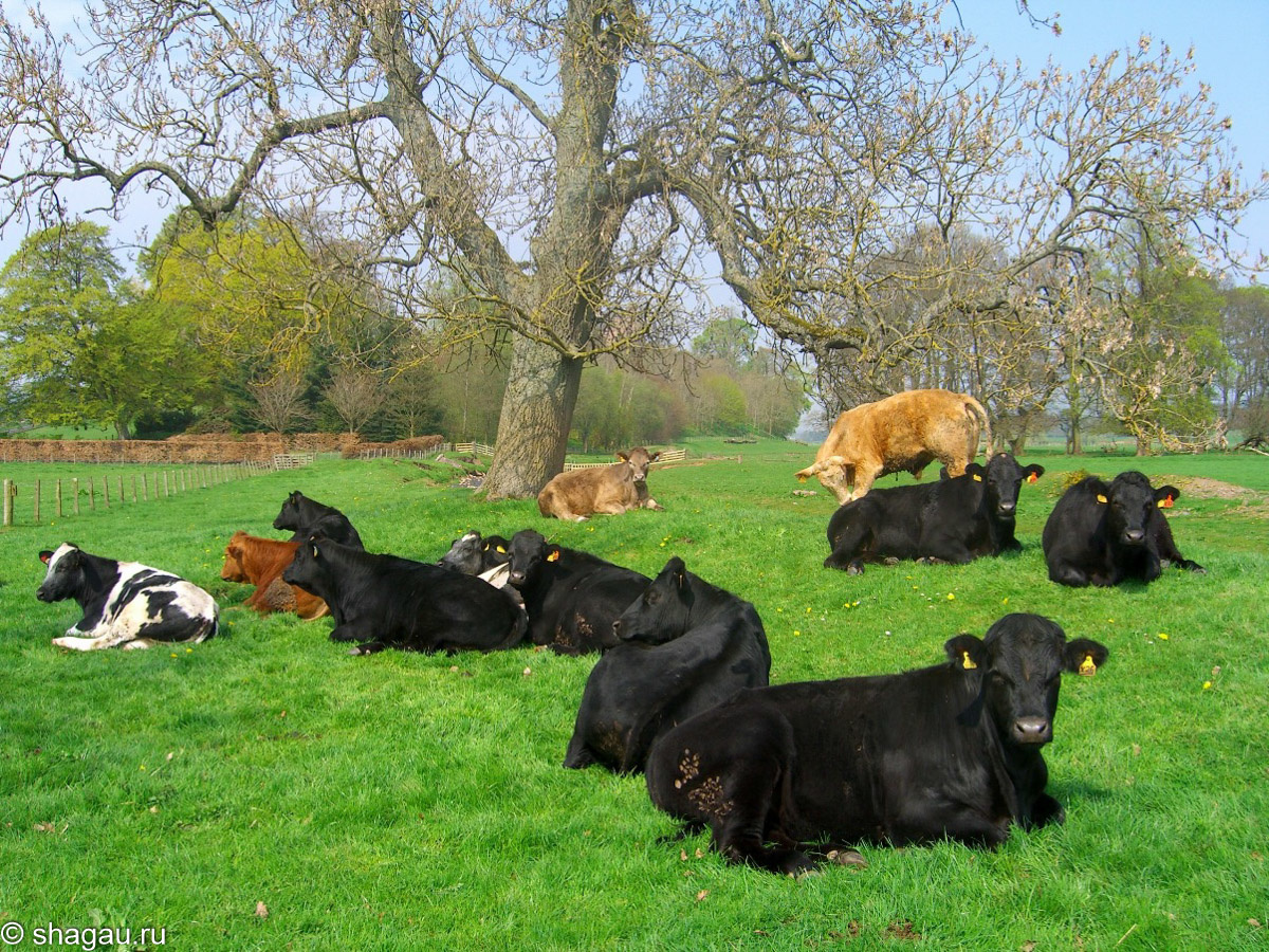 Стадо коров около замки Тирлстейн