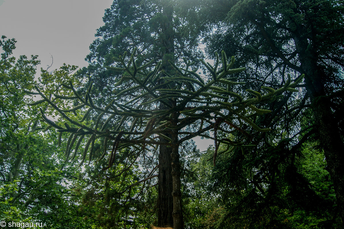 Араукария чилийская – хвойное дерево