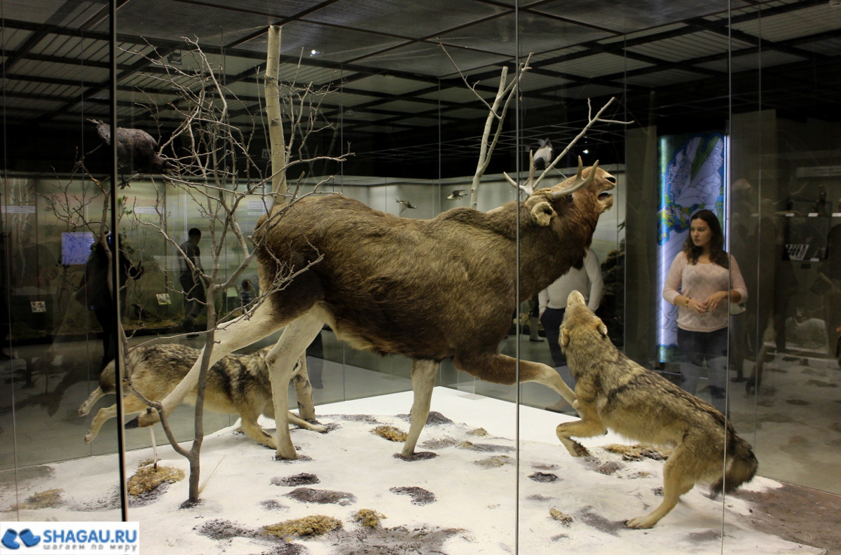 Дарвиновский музей в Москве не только для детей