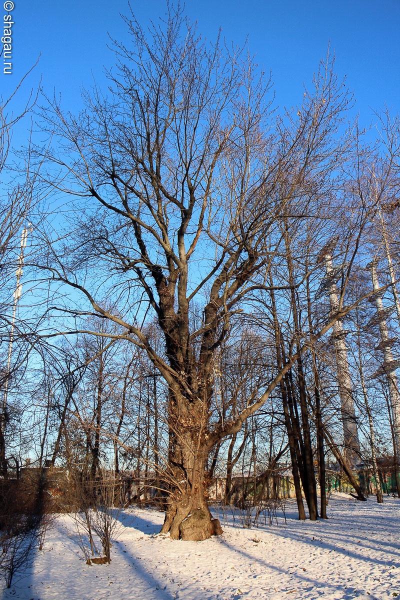 Старое дерево в парке