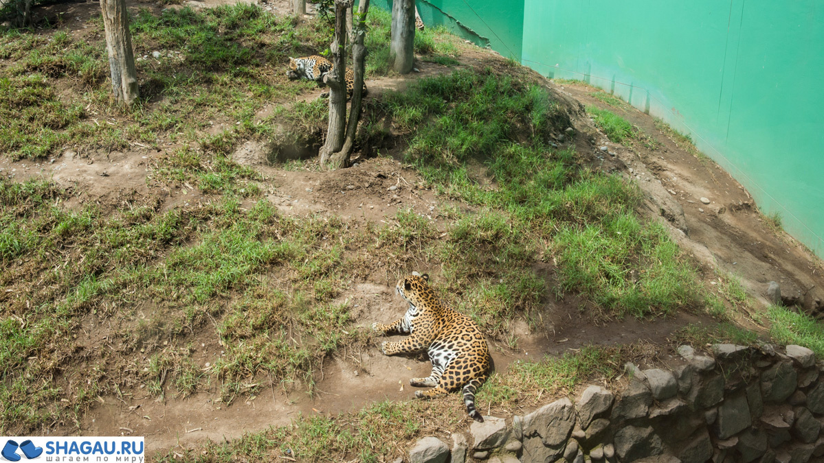 Зоопарк Лимы