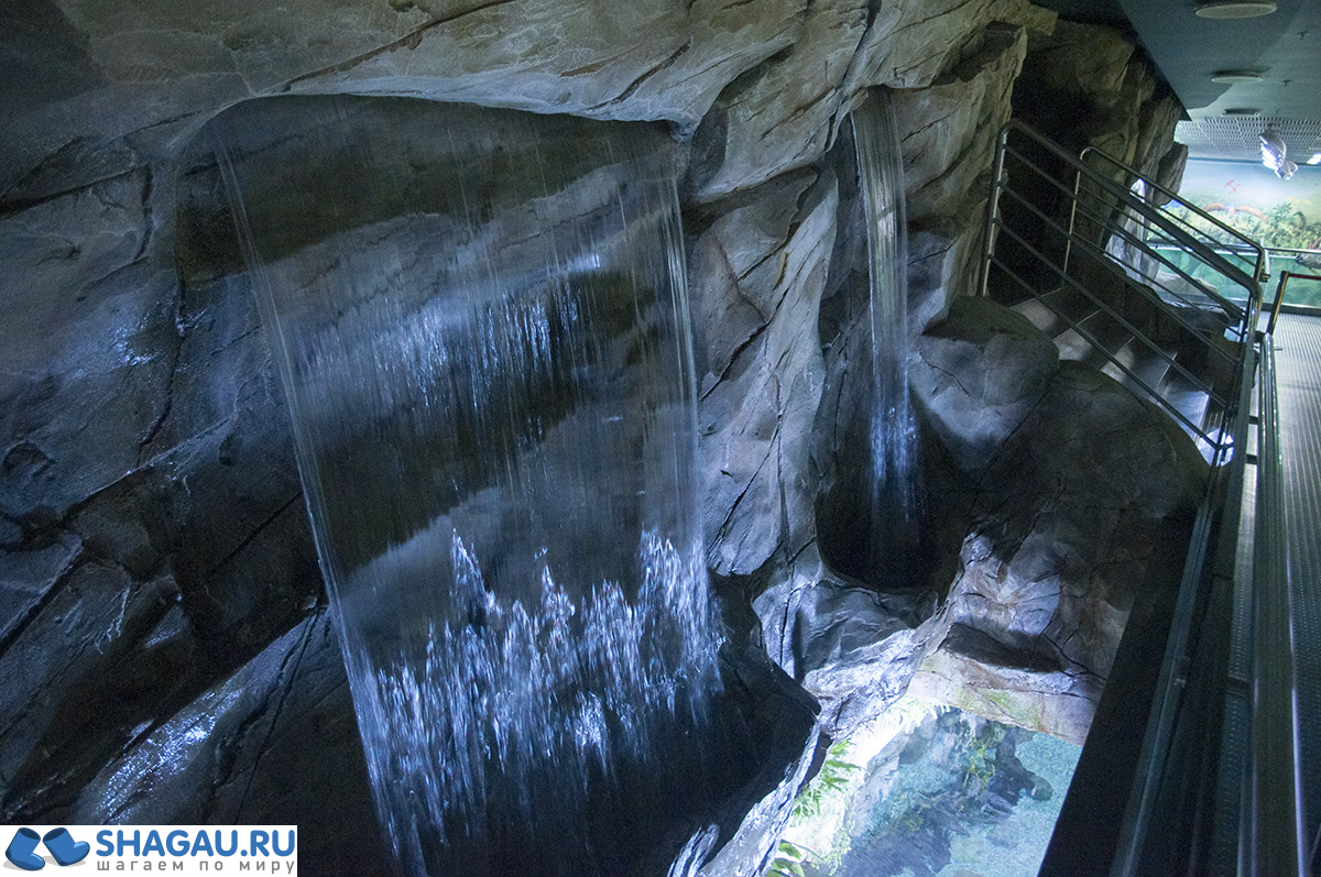 Москвариум: отзыв о посещении самого большого океанариума в Европе и водного шоу фотография 24