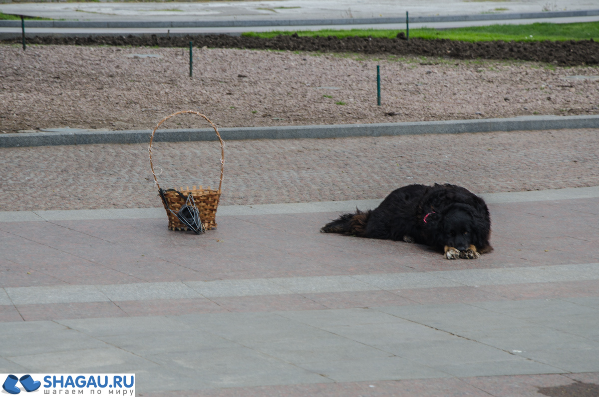 Бездомные животные в Крыму