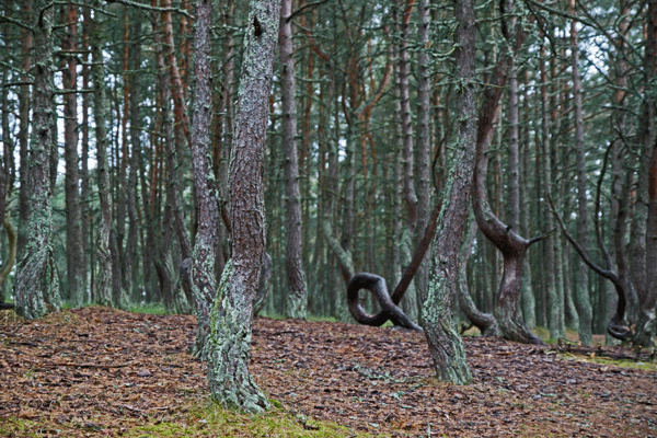 Куршская коса, маршрут Танцующий лес