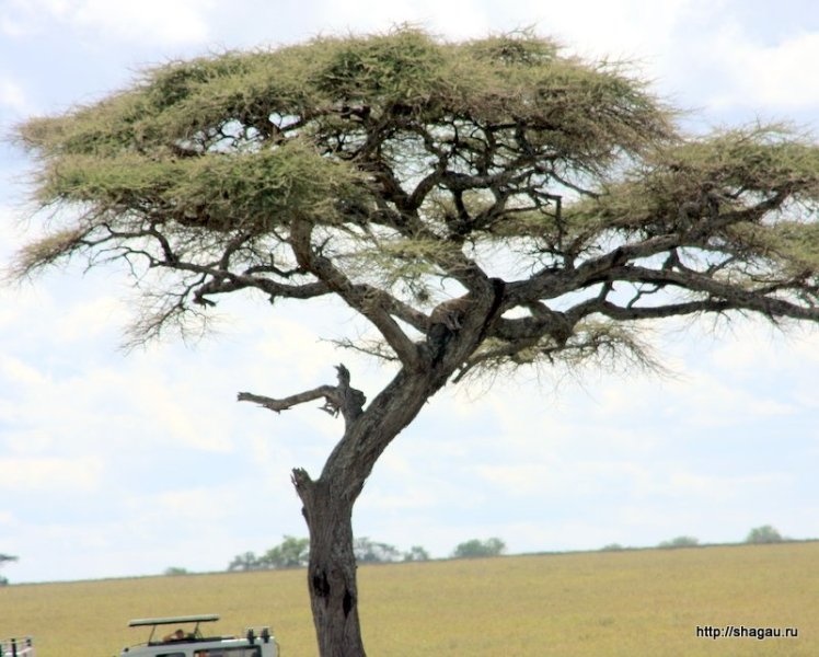 Сафари в Танзании: национальный парк Серенгетти фотография 20