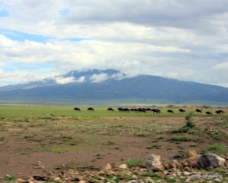 Сафари в Танзании: национальный парк Серенгетти фотография 1