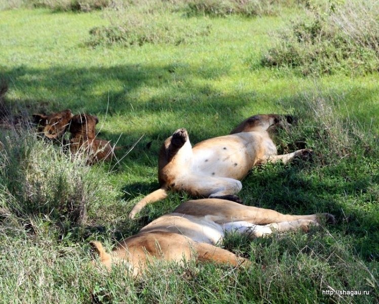 Сафари в Танзании: национальный парк Серенгетти фотография 16