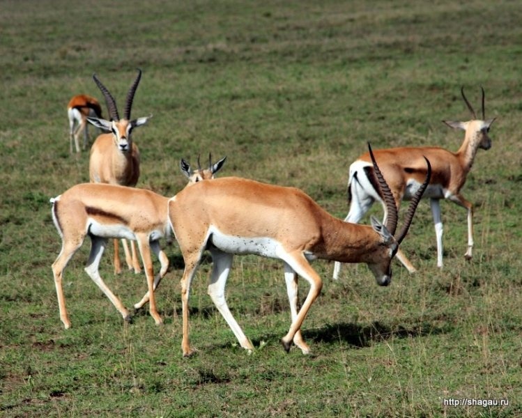 Сафари в Танзании: национальный парк Серенгетти фотография 3