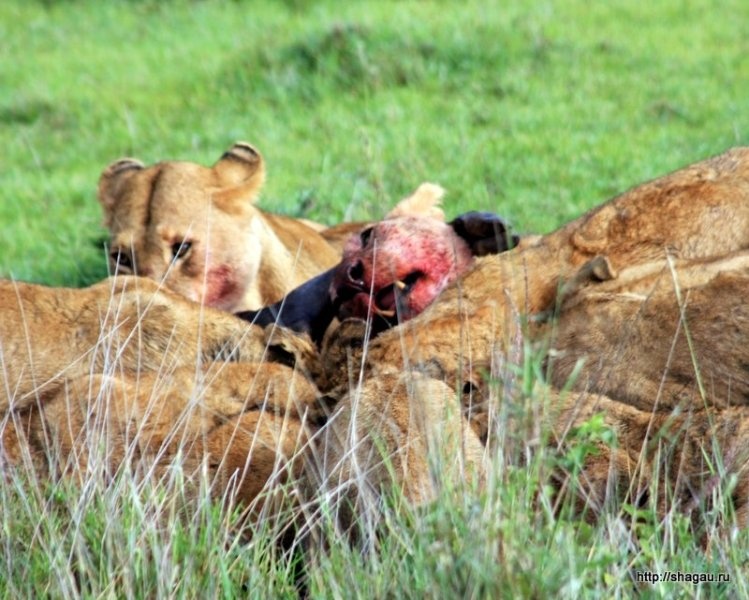 Сафари в Танзании: национальный парк Серенгетти фотография 14