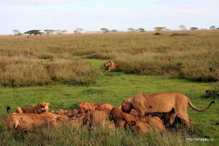 Сафари в Танзании: национальный парк Серенгетти фотография 13