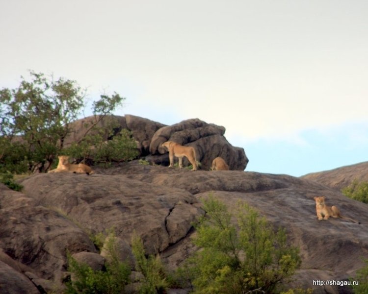 Сафари в Танзании: национальный парк Серенгетти фотография 12