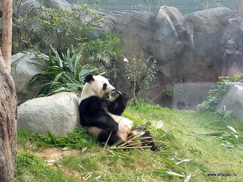 Панда за обедом