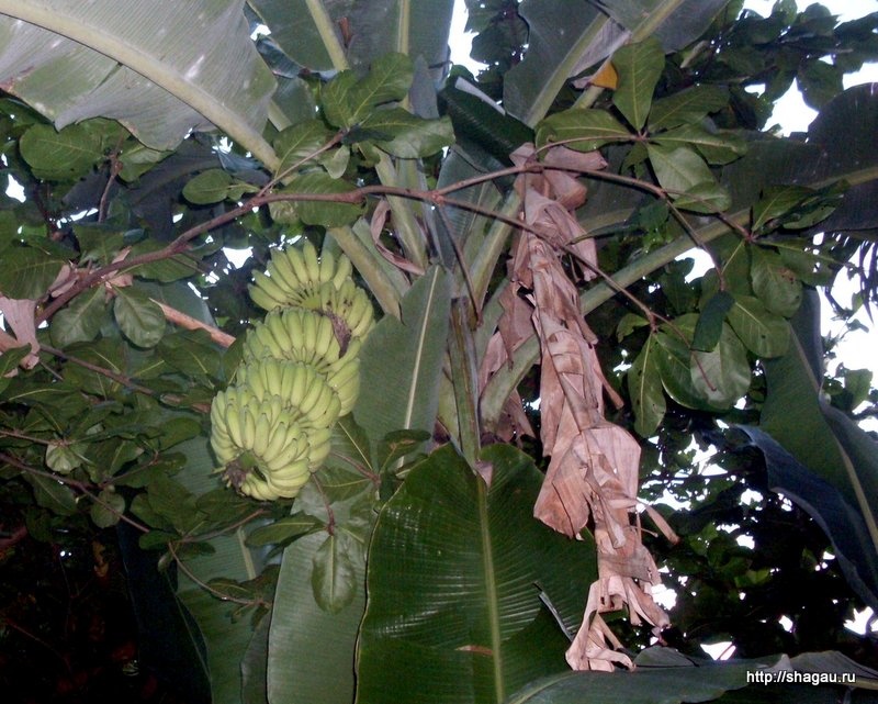 Бананы на Шри-Ланке