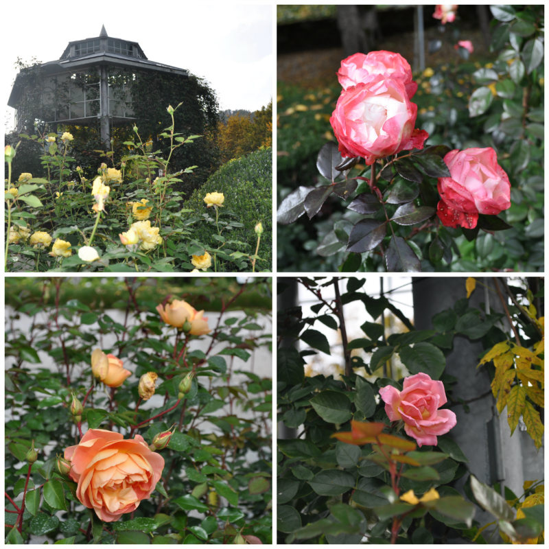 Розы в садах Херберштайн