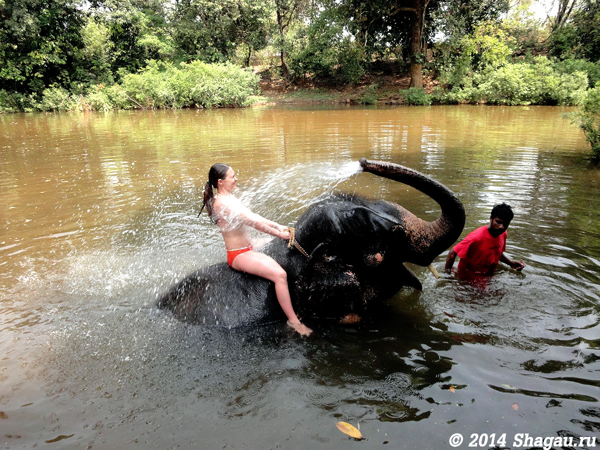 Слоновий душ на Гоа