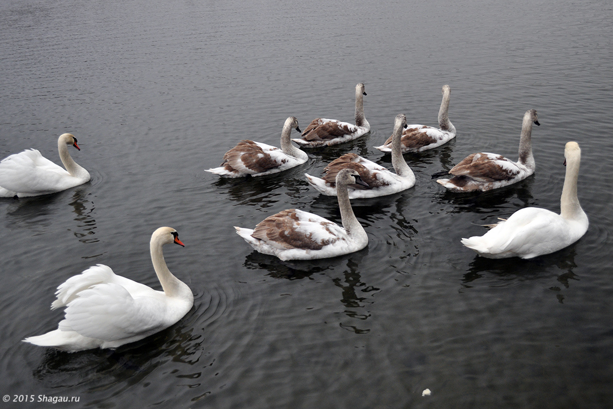 Лебеди на Городищенском озере