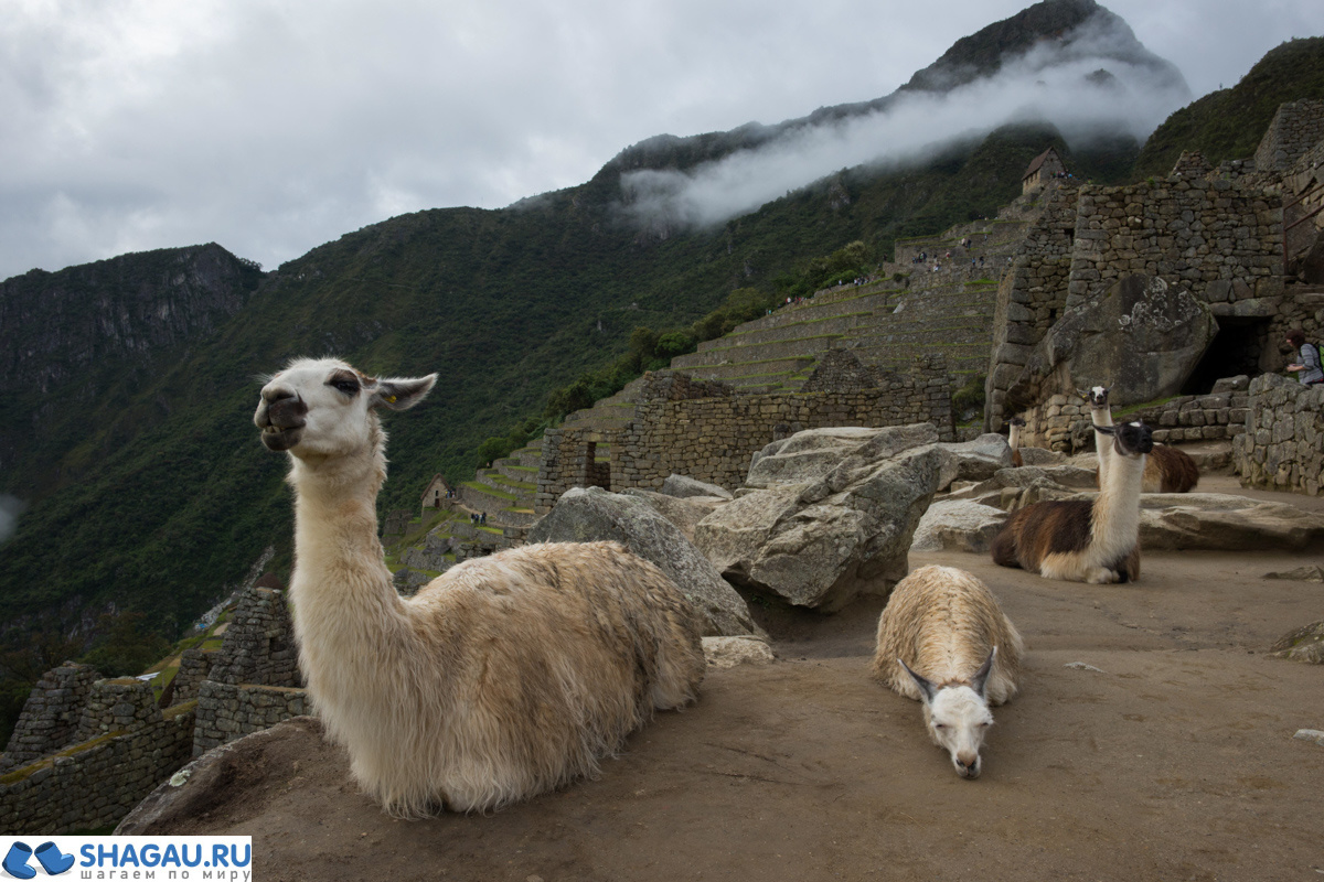 Ламы в Перу