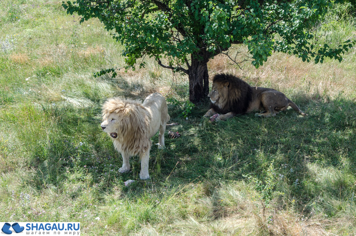 Парк львов Тайган