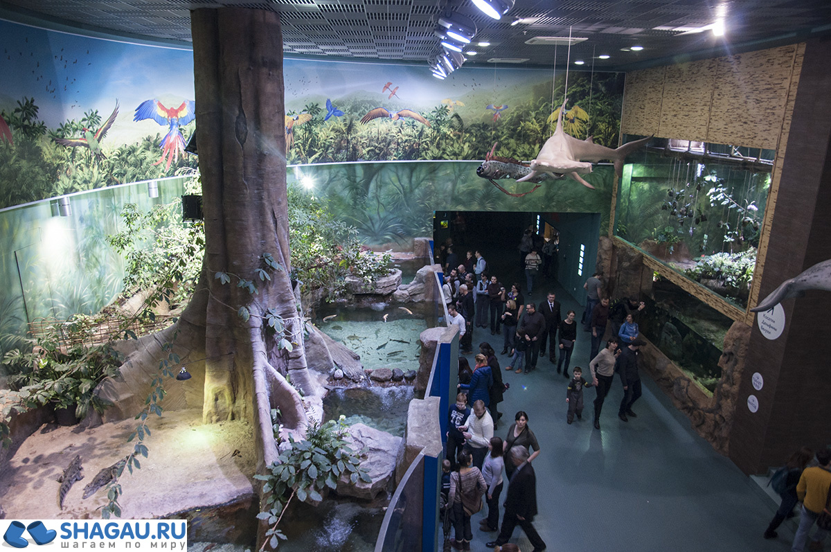 Москвариум: отзыв о посещении самого большого океанариума в Европе и водного шоу фотография 27