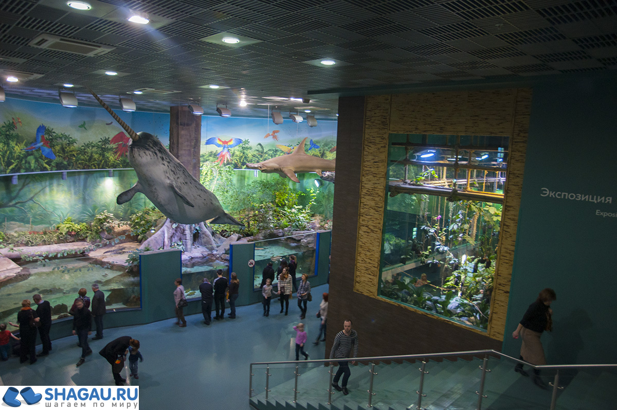 Москвариум: отзыв о посещении самого большого океанариума в Европе и водного шоу фотография 26