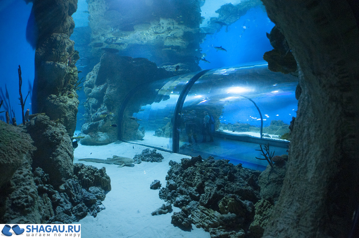 Москвариум: отзыв о посещении самого большого океанариума в Европе и водного шоу фотография 19