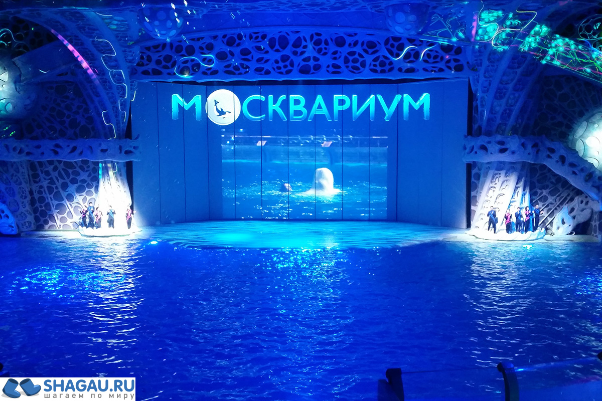 Москвариум: отзыв о посещении самого большого океанариума в Европе и водного шоу фотография 1