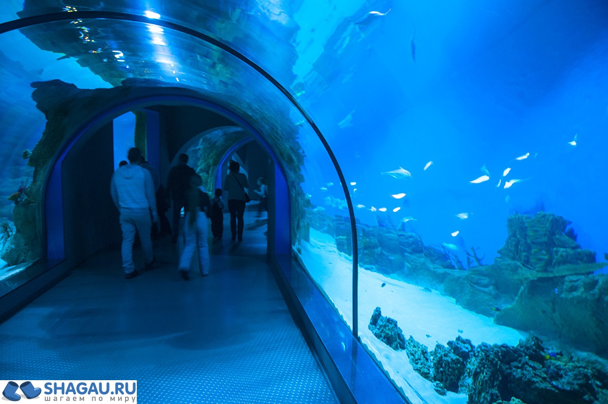 Москвариум: отзыв о посещении самого большого океанариума в Европе и водного шоу фотография 16