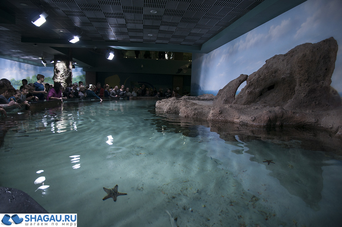 Москвариум: отзыв о посещении самого большого океанариума в Европе и водного шоу фотография 20