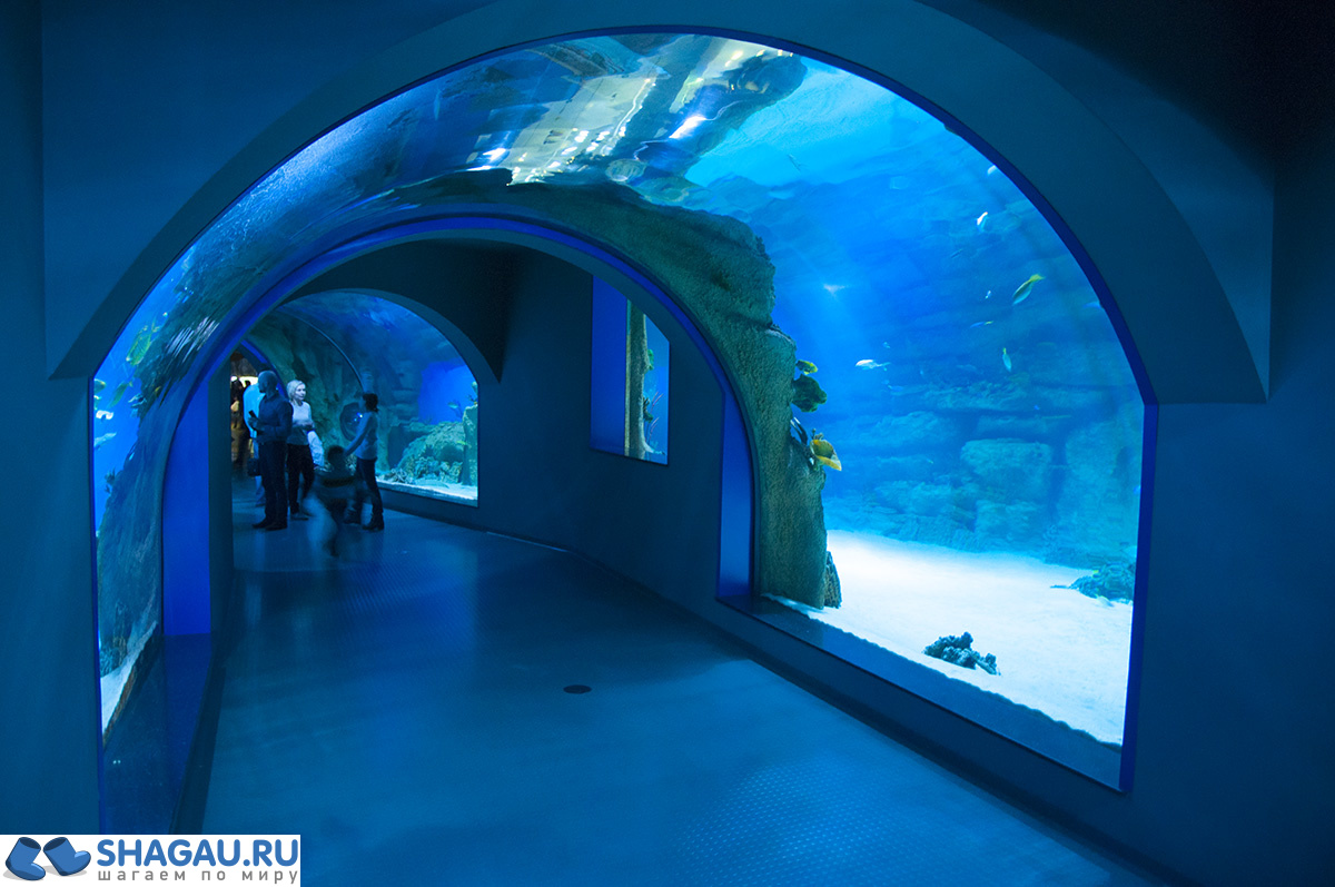 Москвариум: отзыв о посещении самого большого океанариума в Европе и водного шоу фотография 18