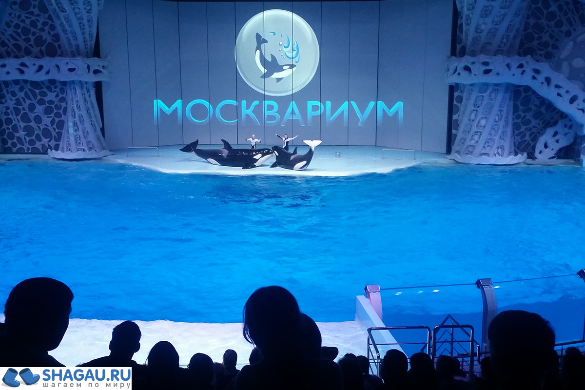 Москвариум: отзыв о посещении самого большого океанариума в Европе и водного шоу фотография 9